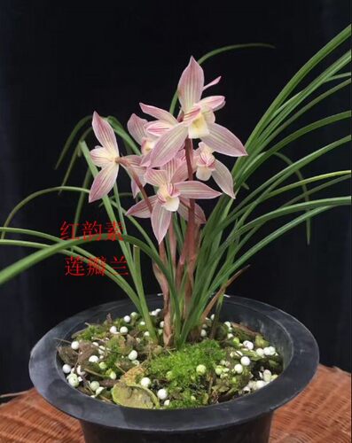 兰花 莲瓣兰【红韵素】云南品种浓香花卉绿植盆景