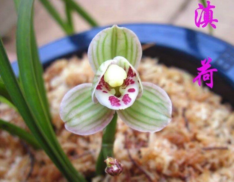 兰花苗莲瓣兰名品【滇荷】浓香阳台绿植花卉盆栽园艺