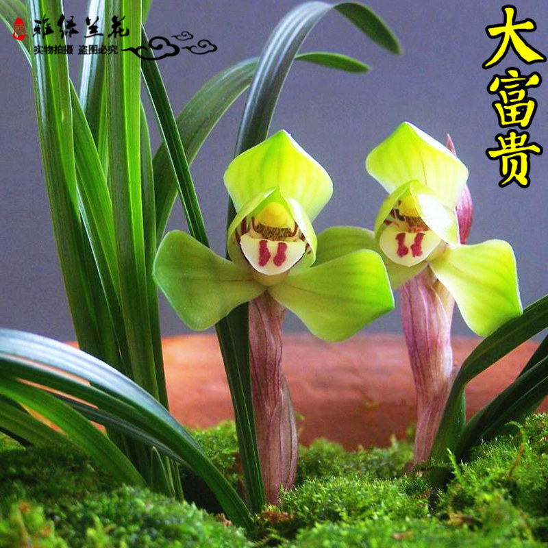 兰花苗春兰大富贵春兰荷瓣精品浓香春兰花苗种植包邮