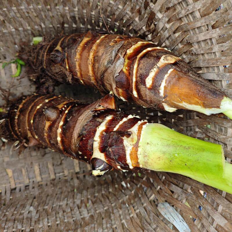 正宗重庆特产香芋芋头新鲜槟榔芋香芋大芋头粉糯现挖现发