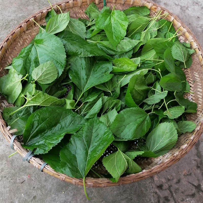 陈年老树正宗桑叶霜后老桑叶野生桑树养生茶止汗桑叶