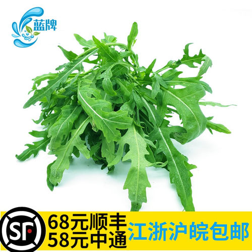 【蓝牌】新鲜小芝麻菜火箭菜西餐