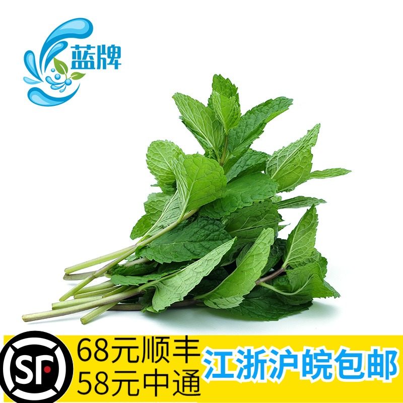 新鲜薄荷叶QuynhAnh/蓝牌薄荷叶
