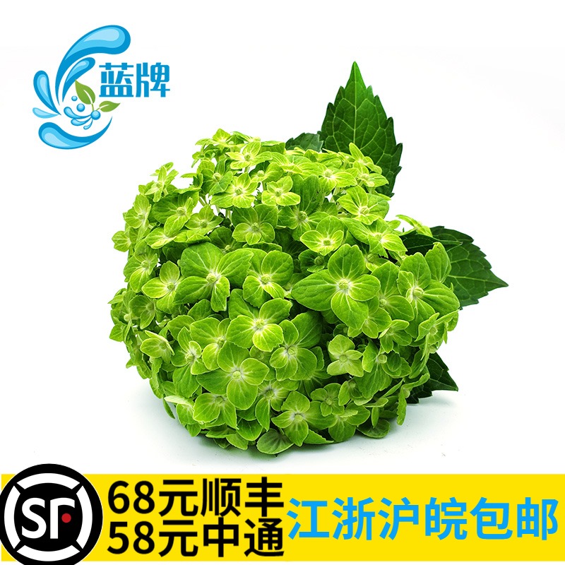 【蓝牌】新鲜绿绣球花摆盘装饰