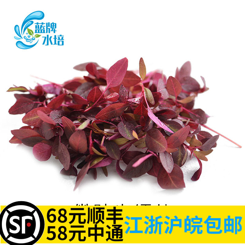 【蓝牌水培】新鲜 火红苗 小火红苗 安曼红 酒店西餐摆盘装饰25g