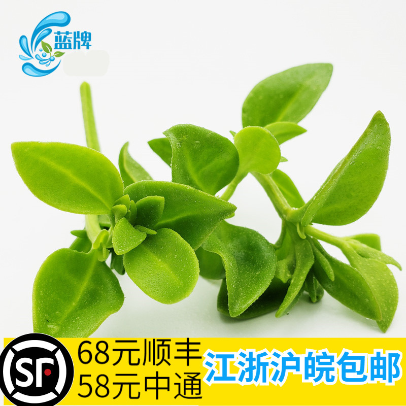 【蓝牌】新鲜田七叶三七叶山漆餐厅 西餐 酒店煲汤菜400g