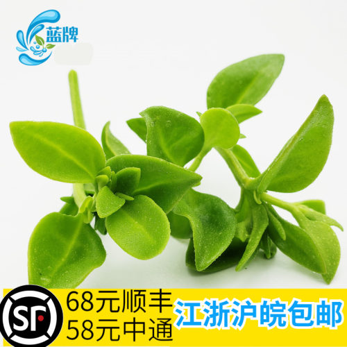 【蓝牌】新鲜田七叶三七叶山漆餐厅 西餐 酒店煲汤菜400g - 封面