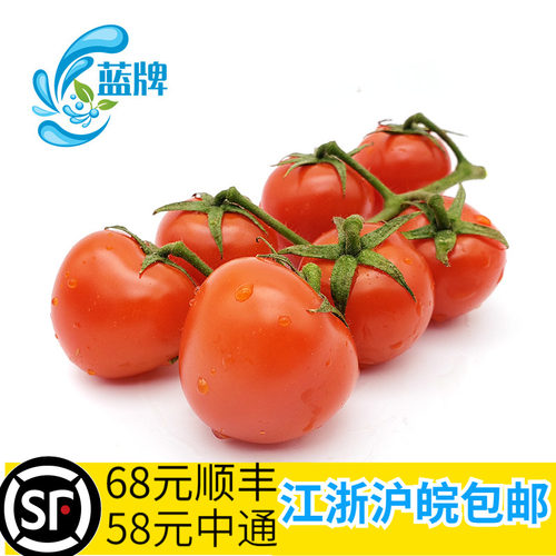 新鲜蓝牌小番茄red柿子