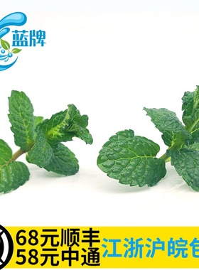 【蓝牌】新鲜纯薄荷尖 Mint Tips薄荷头摆盘 薄荷叶烘焙40头