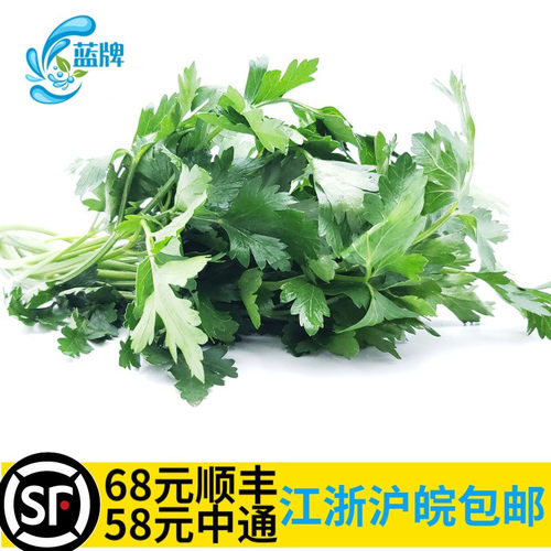 【蓝牌】意大利芹西餐欧芹