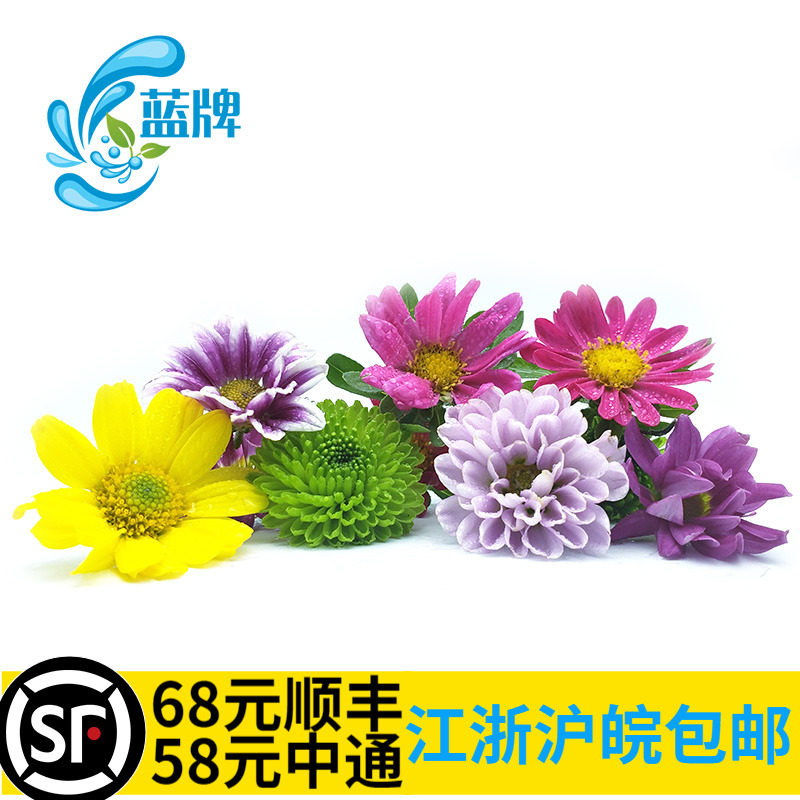【蓝牌】新鲜彩菊鲜花 雏菊  可食用品装饰 酒店餐饮摆盘装饰30朵