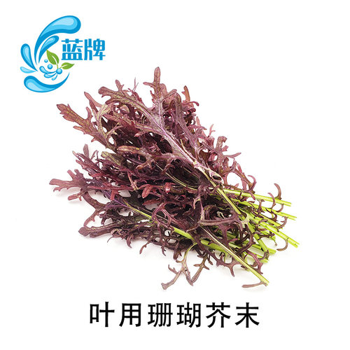 【蓝牌】新鲜叶用芥末 珊瑚芥末沙拉菜条纹芥末20g
