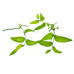 【蓝牌】新鲜幸运星 腾树苗 阔叶舞竹 幸运草 酒店摆盘一束20g