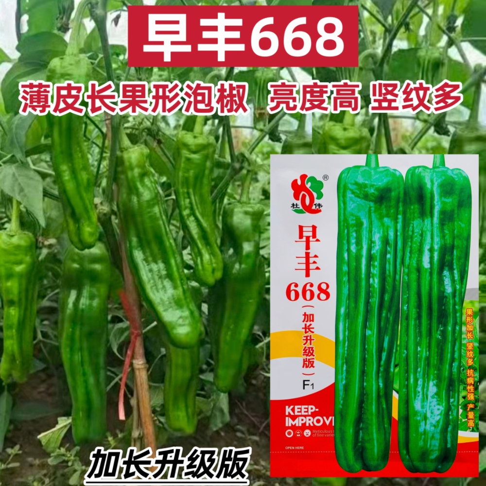 早丰加长薄皮泡椒种子早熟皱皮青椒种籽高产抗病辣椒种籽蔬菜种子