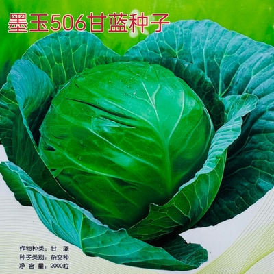 墨玉506甘蓝种子早熟耐热秋甘蓝种籽农家蔬菜种圆包菜种孑包心菜