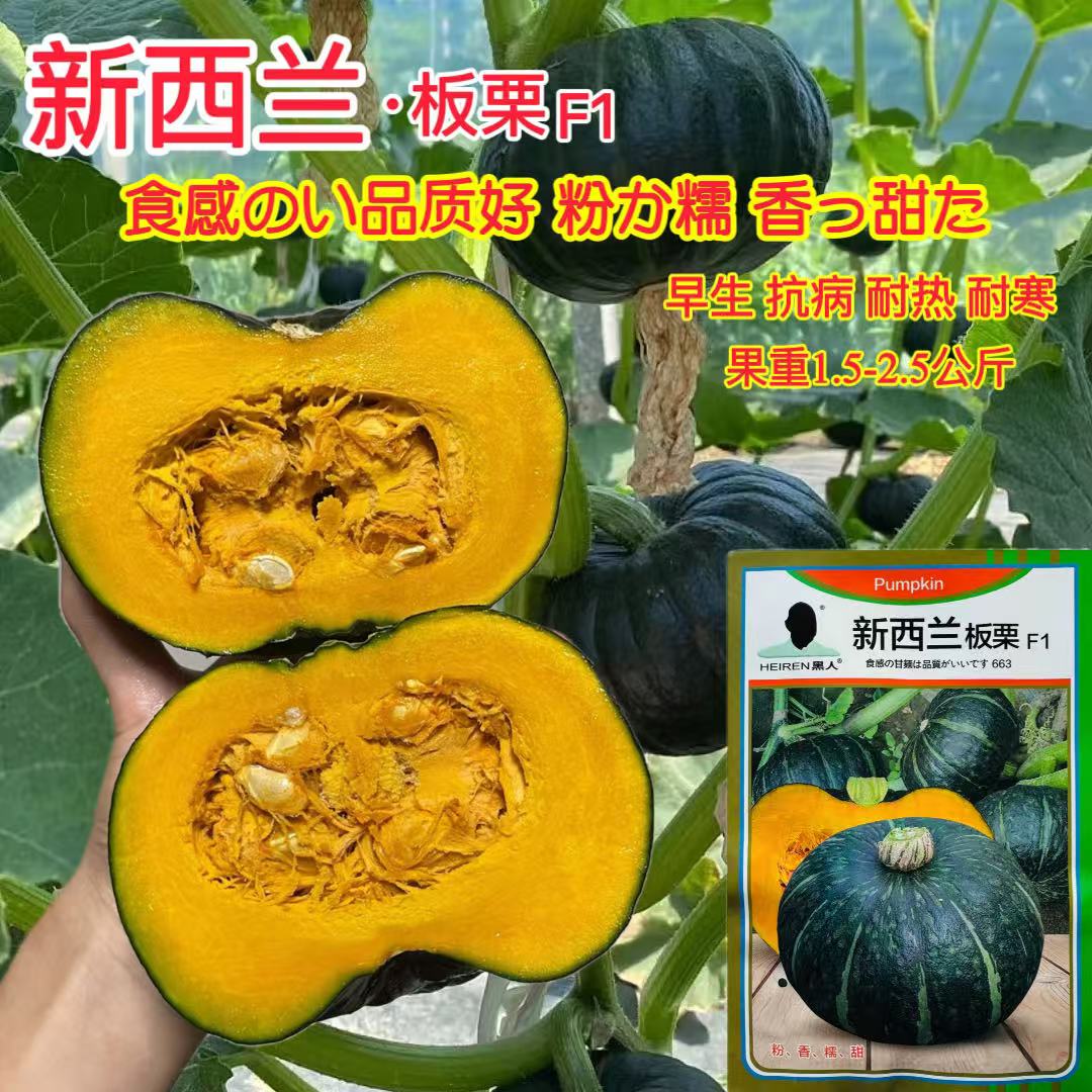 新西兰板栗南瓜种子香甜粉糯小南瓜扁圆瓜种子抗病高产耐寒南瓜籽