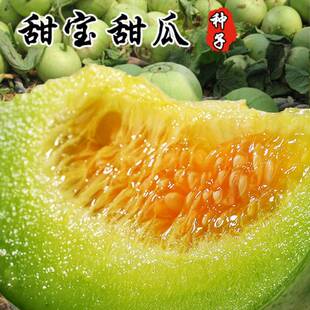 冰糖甜宝薄皮甜瓜种籽早熟超甜春季脆香瓜四季水果茂华酥蜜瓜种子