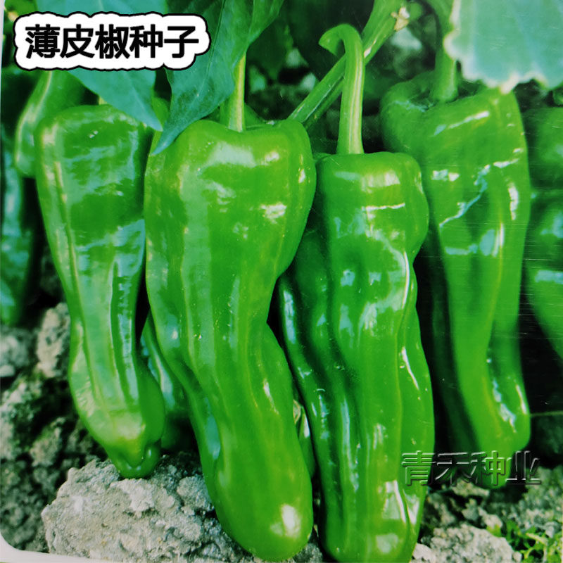 辣椒种籽薄皮椒种子早熟春季四季蔬菜种孑味辣长灯笼型邹皮青椒籽