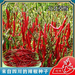 川椒丘北贡椒辣椒种子干椒早熟丰产味香辣春秋播种四季蔬菜种孑籽