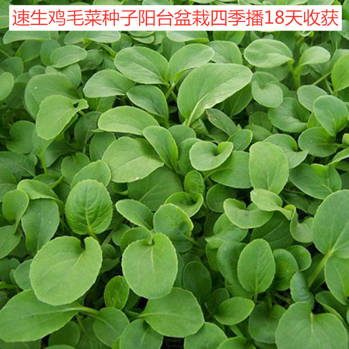 鸡毛菜种子夏季有机速生小白菜阳台盆栽四季播菜籽种青菜种籽春秋