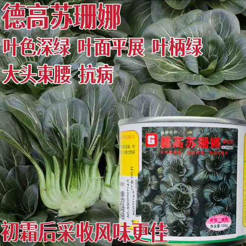 德高苏珊娜苏州青型青菜种子叶色深绿秋播耐寒青梗菜种籽蔬菜种孑