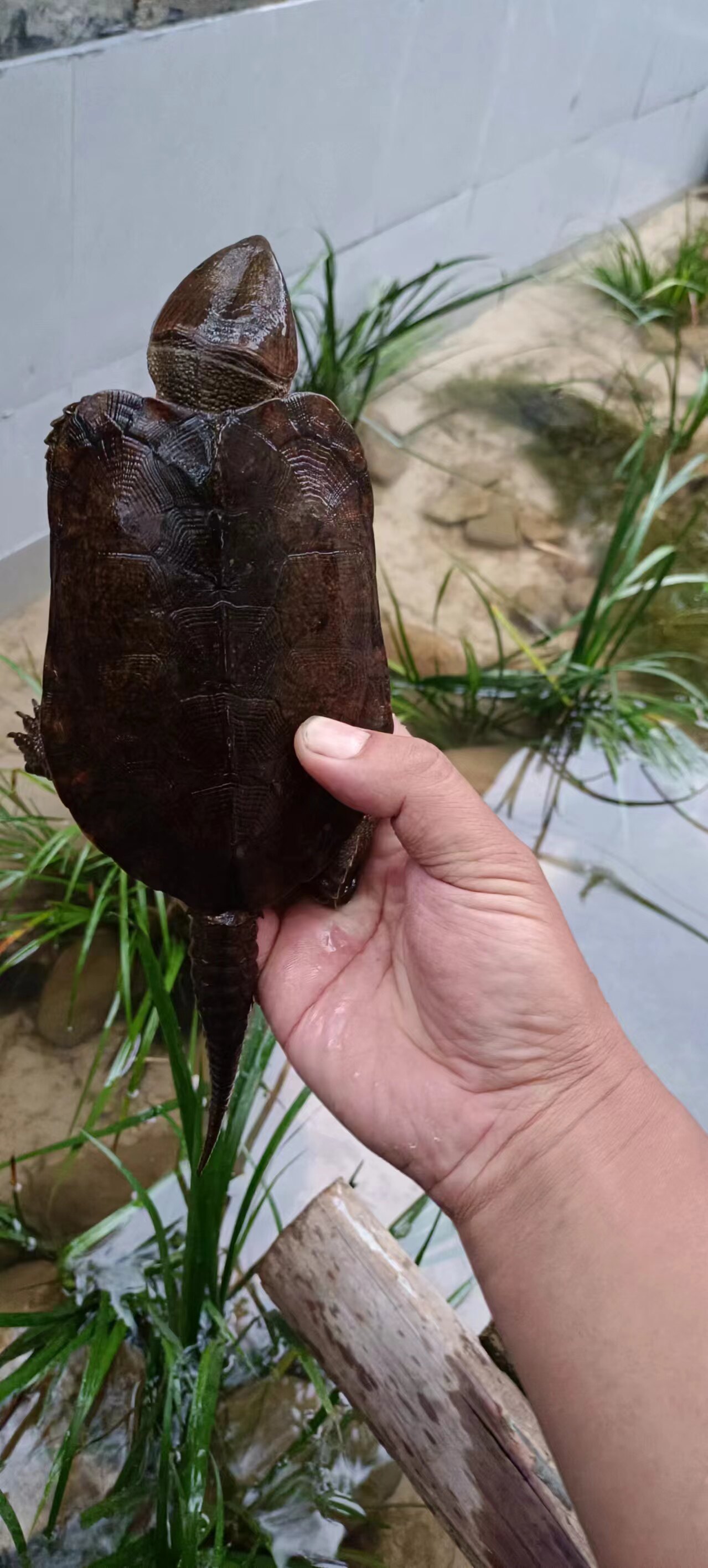 湖南郴州养殖场直销鹰嘴龟