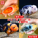 兰寿金鱼小尾精品玉兔黑寿奶牛红牛观赏鱼三色好养赛级兰寿鱼苗