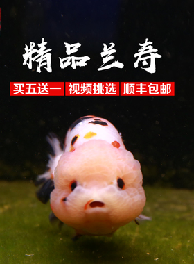 兰寿金鱼活体活鱼鱼苗观赏鱼奶花五花奶牛玉兔精品级观赏鱼兰寿