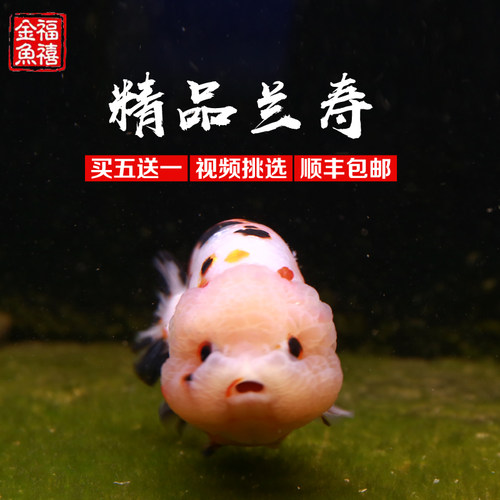 精品红牛奶牛兰寿金鱼
