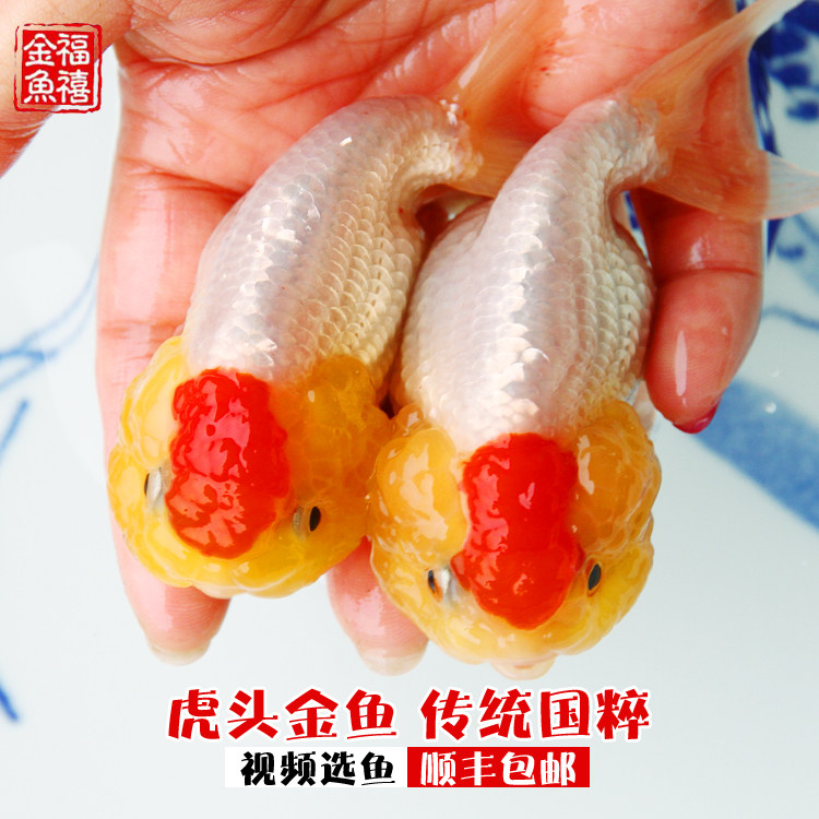 虎头猫狮传统国粹金鱼活鱼观赏鱼冷水鱼金鱼但是耐活好养精品招财