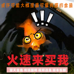 望天精品传统国粹金鱼活鱼观赏鱼冷水鱼金鱼淡水耐活好养金鱼鱼苗