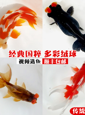 精品绒球金鱼苗紫色绒球水泡珍珠玛丽泰狮鱼冷水鱼观赏宠物鱼活体