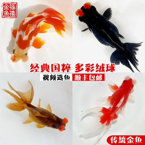 精品绒球金鱼传统金鱼
