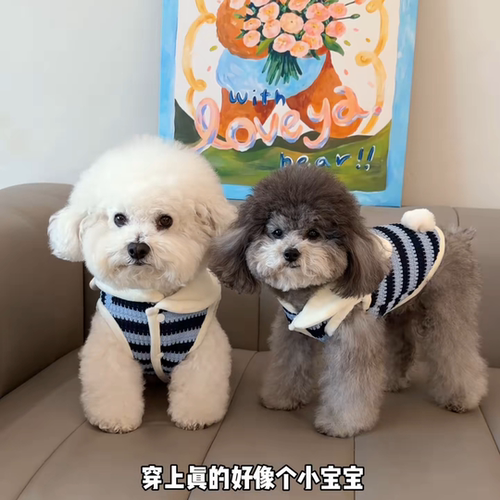 狗狗衣服小狗衣服可牵引猫咪小型犬冬装加厚保暖2025新款宠物马甲