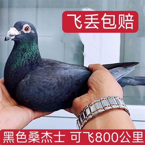 纯黑桑杰士信鸽幼鸽血统鸽包赔