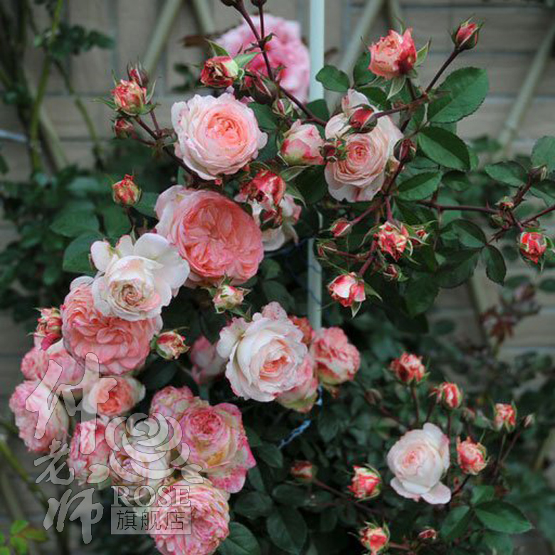 月季花苗 白桃妖精 四季开花 微月灌木丰花多头微型阳台玫瑰花卉