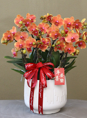 【金桔树】橙色系蝴蝶兰带花带盆组好伴手礼送礼茶桌客厅美化