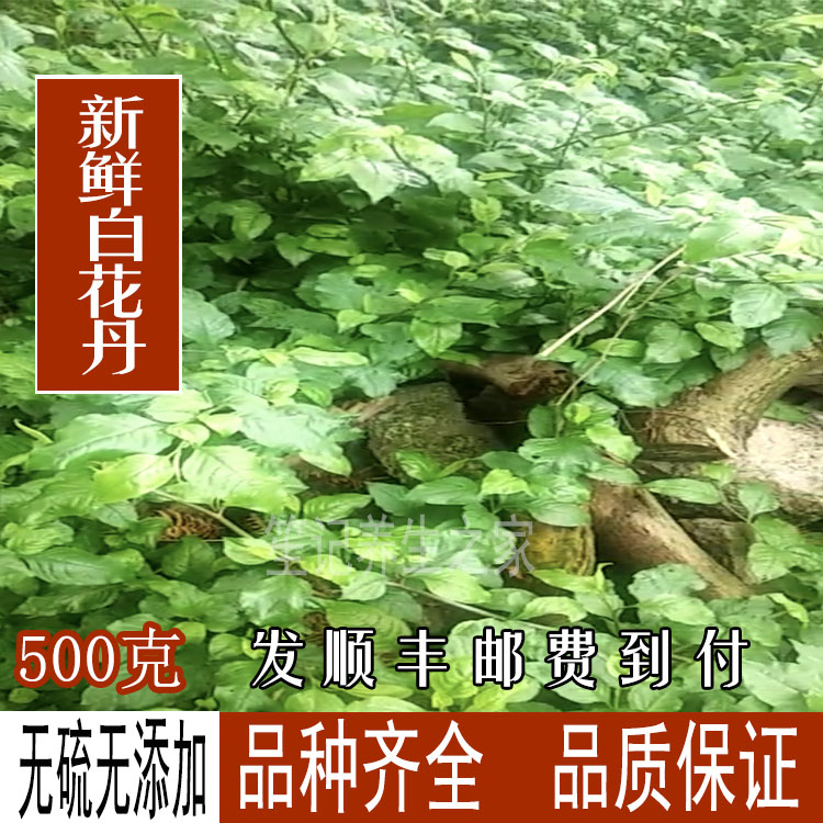 野生新鲜白花丹(枝叶) 白雪花 白皂药 百花丹 500克 发顺丰快递