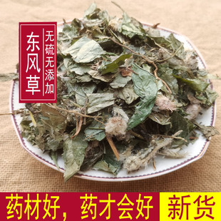 东风草 中草药毛千里光 黄花地胆草 大头艾纳香 包邮