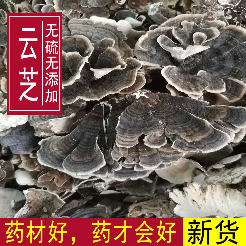 中药材正品云芝 野生 长白山 云芝菌 黄云芝瓦菌 云芝蘑500g包邮 - 实物图