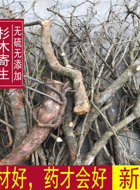 野生中药材杉树寄生 杉木寄生 杉寄生500克包邮