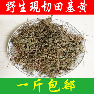 现切野生田基黄 中药材田基王 地耳草 黄花草 雀舌草一斤包邮