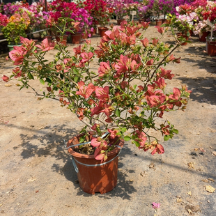 484卡亚塔 全小花苞