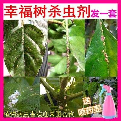 幸福树杀虫药介壳花卉植物杀虫剂