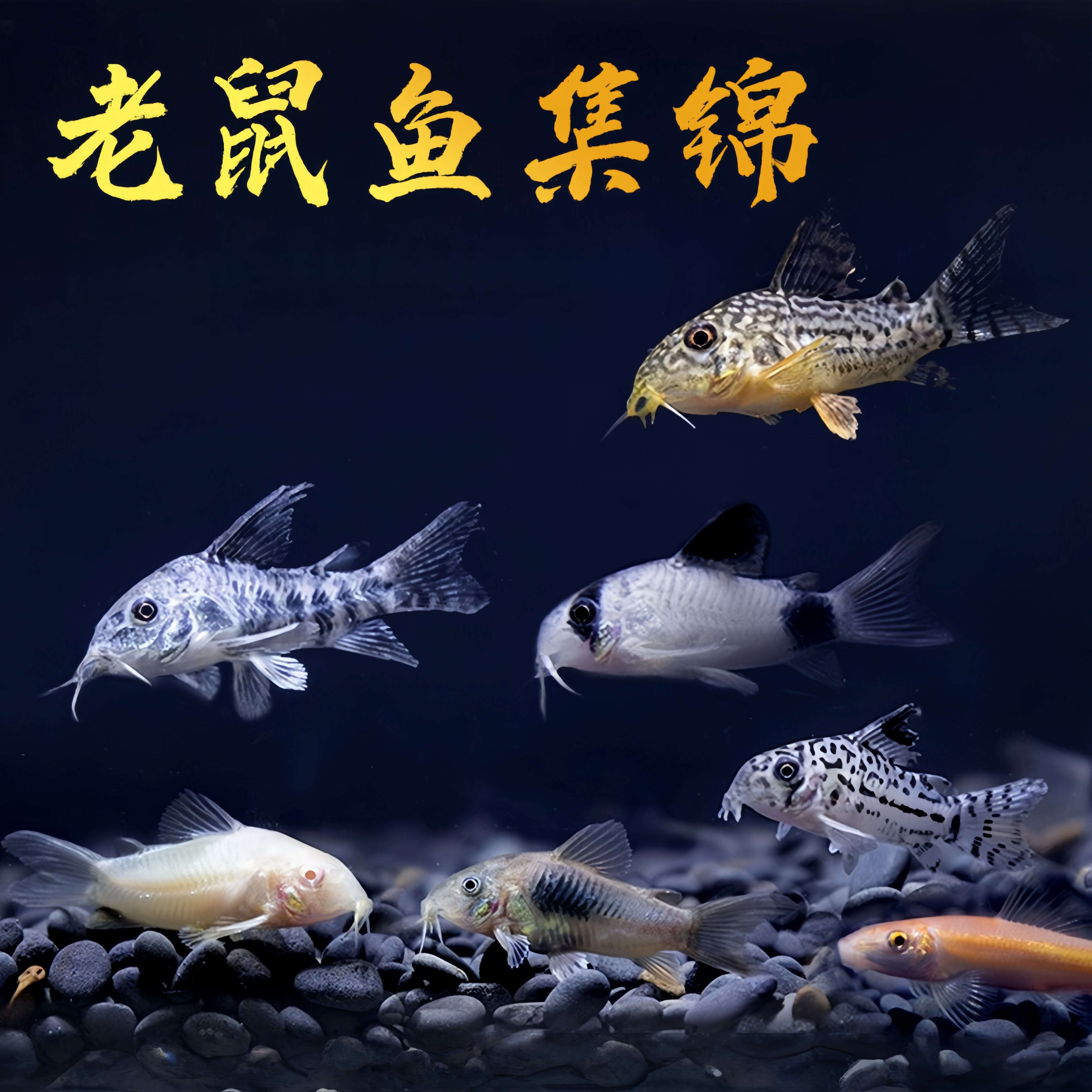 白鼠花椒鼠除食物残渣新手易饲养底栖淡水热带工具鼠鱼咖啡鼠集锦,宠物/宠物食品及用品,鱼,淘宝优惠券,粉丝福利购,淘宝优惠卷