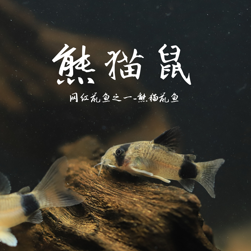 网红底栖鱼熊猫鼠鱼工具鱼淡水