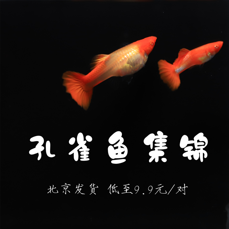 纯血孔雀入门级凤尾鱼