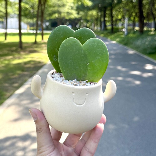 一片心心叶球兰盆栽懒人好养植物