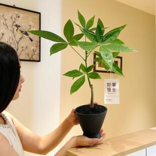 好事发财树盆栽客厅玄关办公室茶室桌面绿植四季常青好养易活植物