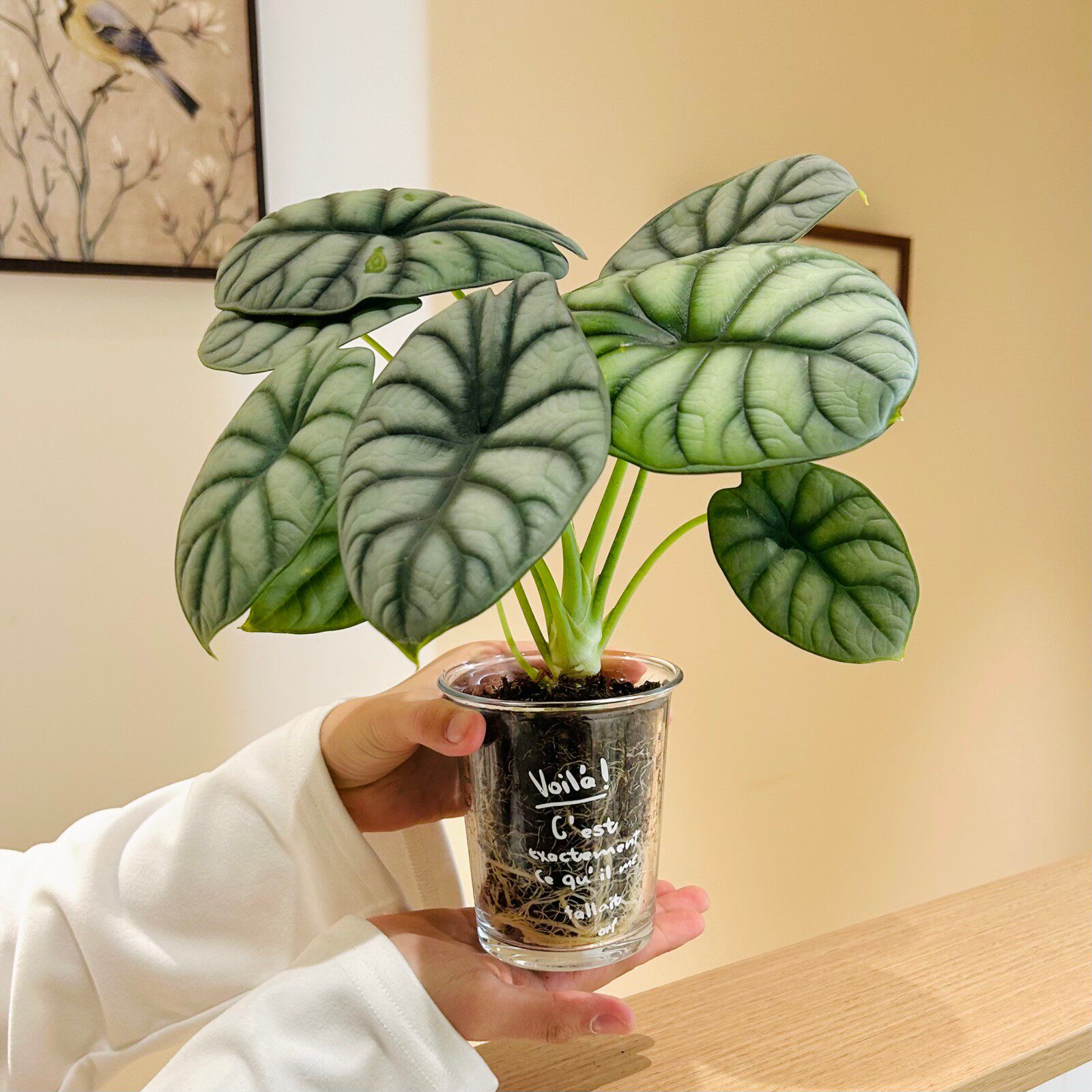 白犀牛海芋盆栽竹芋室内办公室桌面绿植ins风四季好养活创意植物